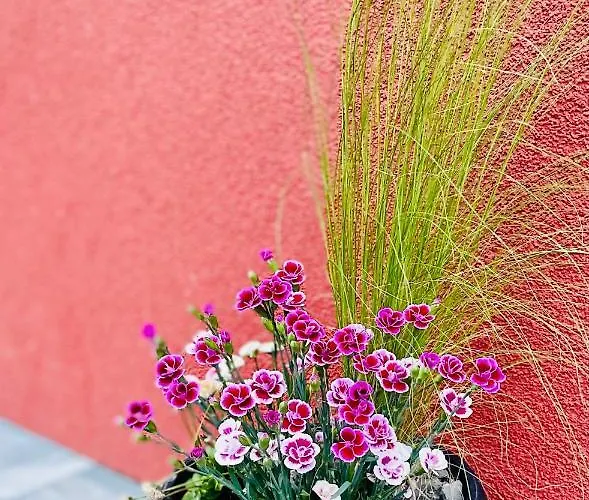 Carpe Diem * אוסטראון